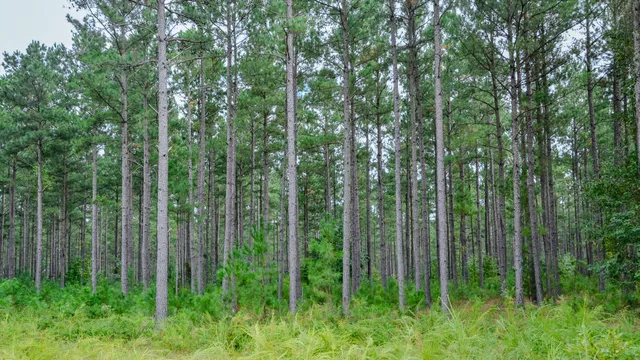 $866,792 | 0 Old Buncombe Road, Union, SC 29379