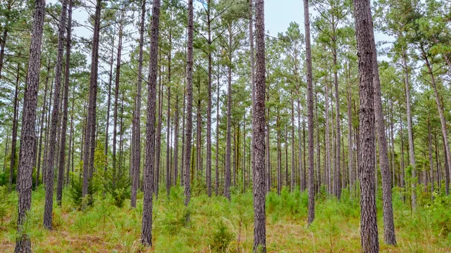 $866,792 | 0 Old Buncombe Road, Union, SC 29379