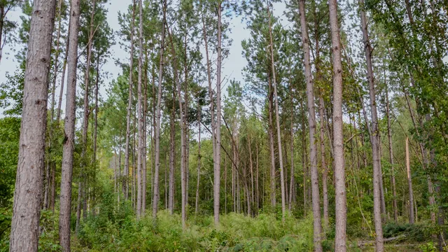 $866,792 | 0 Old Buncombe Road, Union, SC 29379