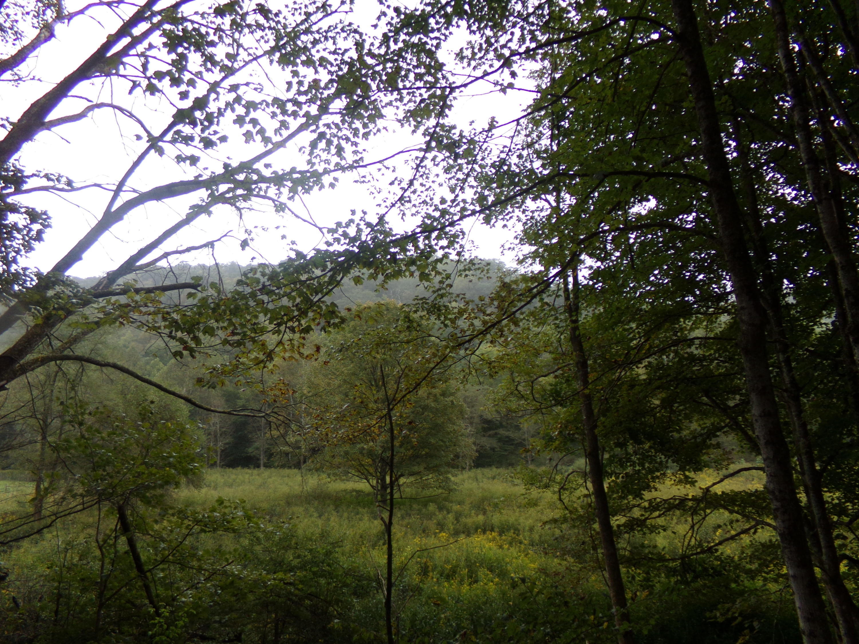 Robbins Fork Road Renick, WV 24966 - Photo 5 of 5 Gallery Image 5