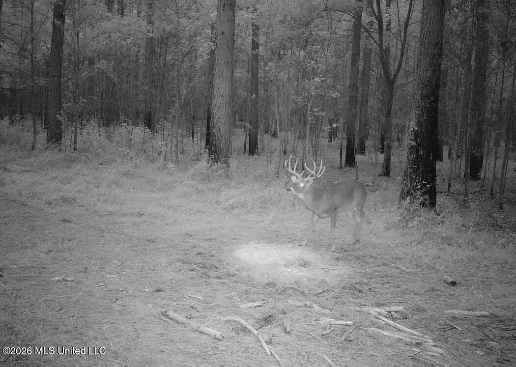 425 Rose Hill Road Bentonia, MS 39040 - Photo 67 of 150 3AEA98E5-AD53-4E6C-AC78-730B7290CEC2_1_1
