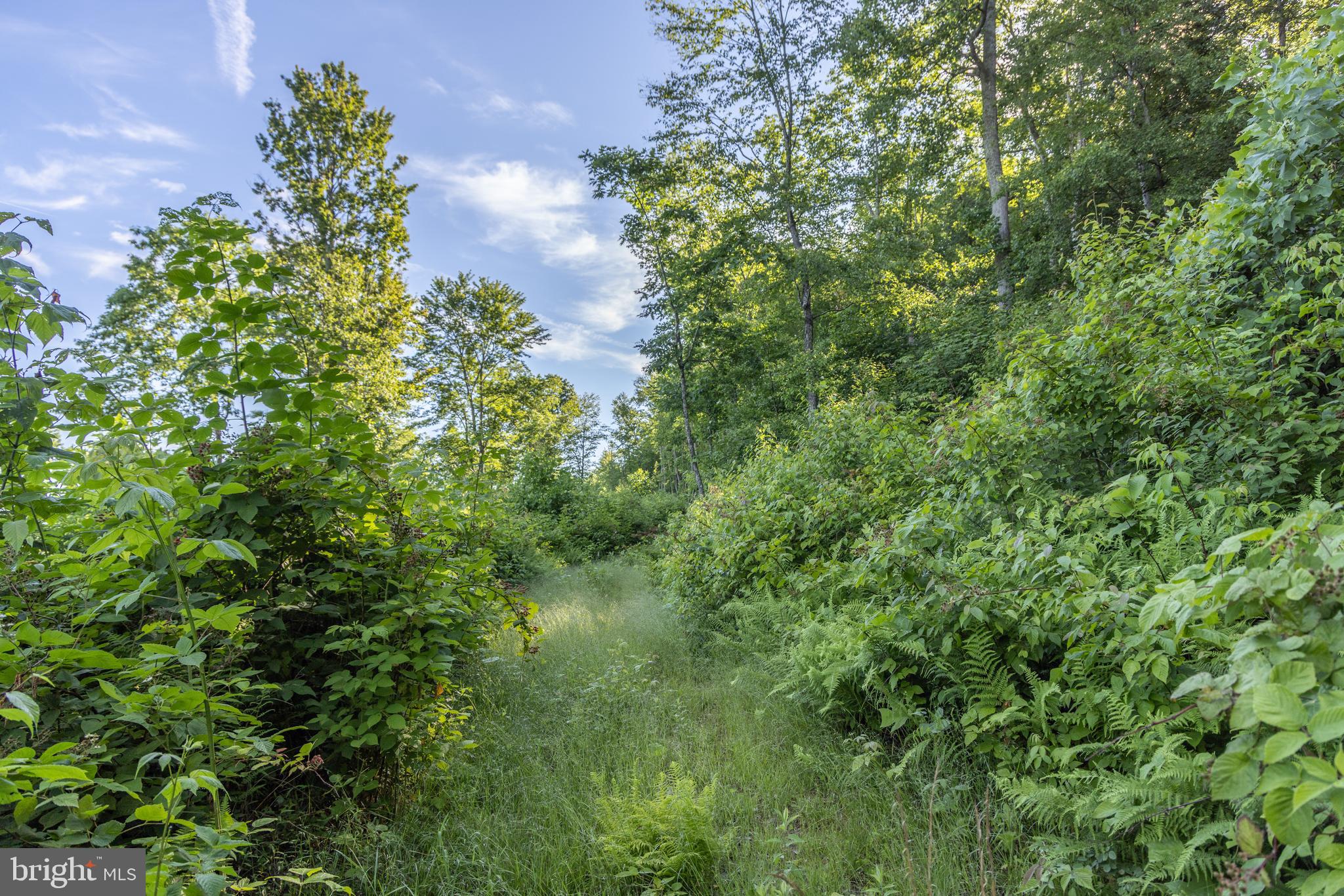 0 Spring Valley Road Gap Mills, WV 24941 - Photo 34 of 76