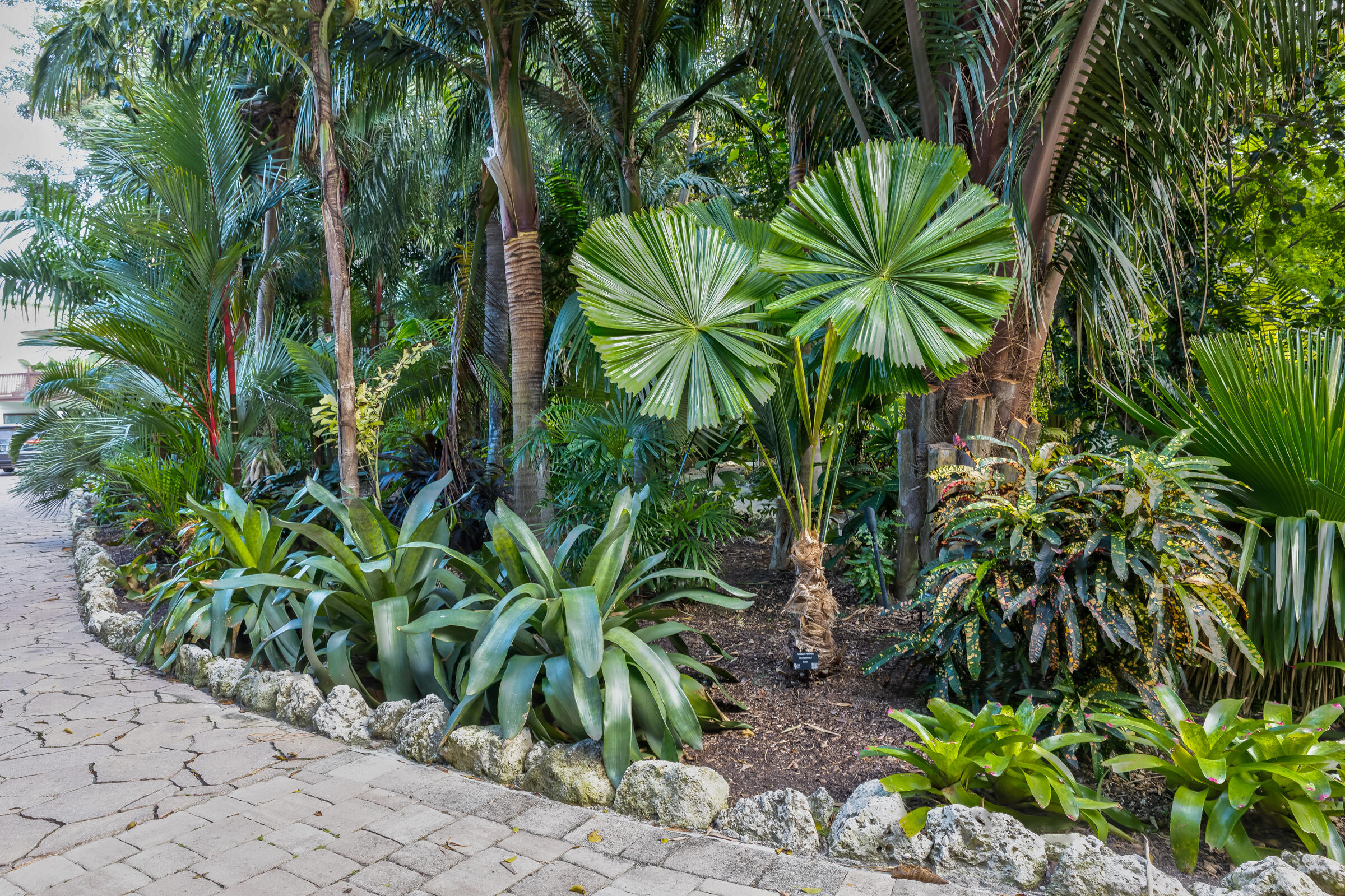89301 Old State Road Tavernier, FL 33070 - Photo 89 of 99 a view of a plant in a garden