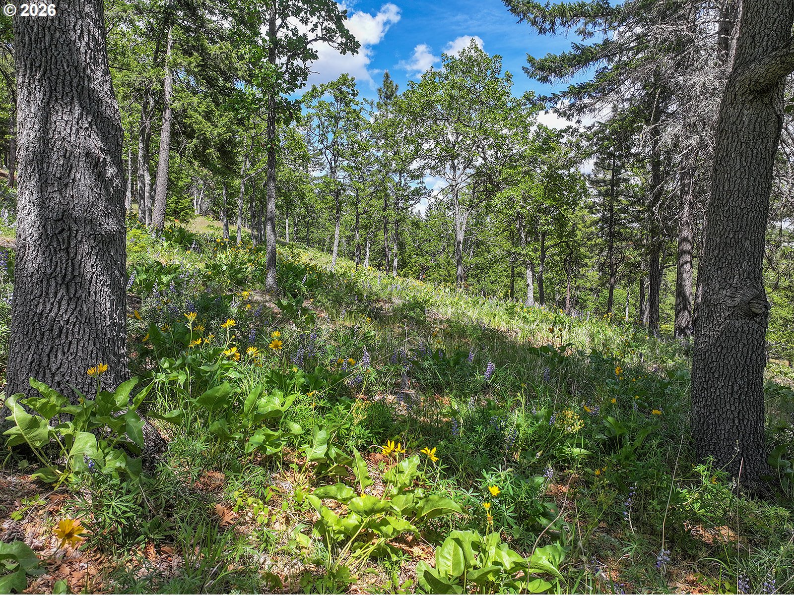 Thompson Trail Goldendale, WA 98620 - Photo 3 of 15 a view of a forest with a tree
