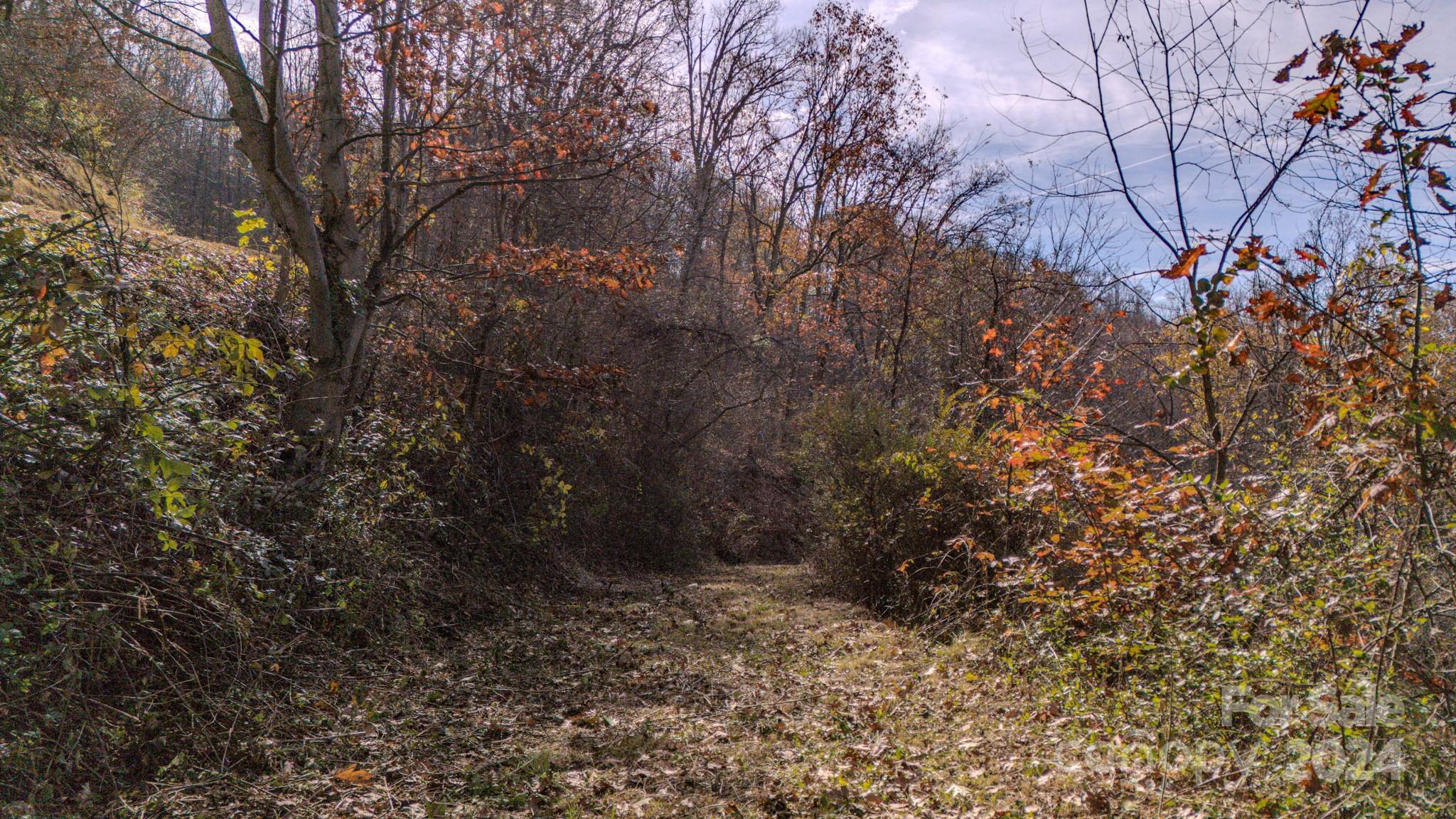 17 Broken Arrow Trail, Unit 17 Canton, NC 28716 - Photo 4 of 10 a view of a forest with trees