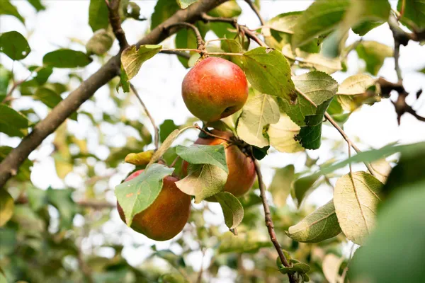 $724,900 | 65416 Desoto Bluffs Drive, Freeman, WI 54624