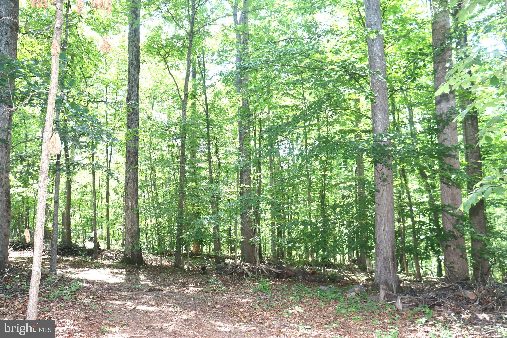 7652 Riverside Farm Road Marshall, VA 20115 - Photo 44 of 44 Large tract of woods on back of property.