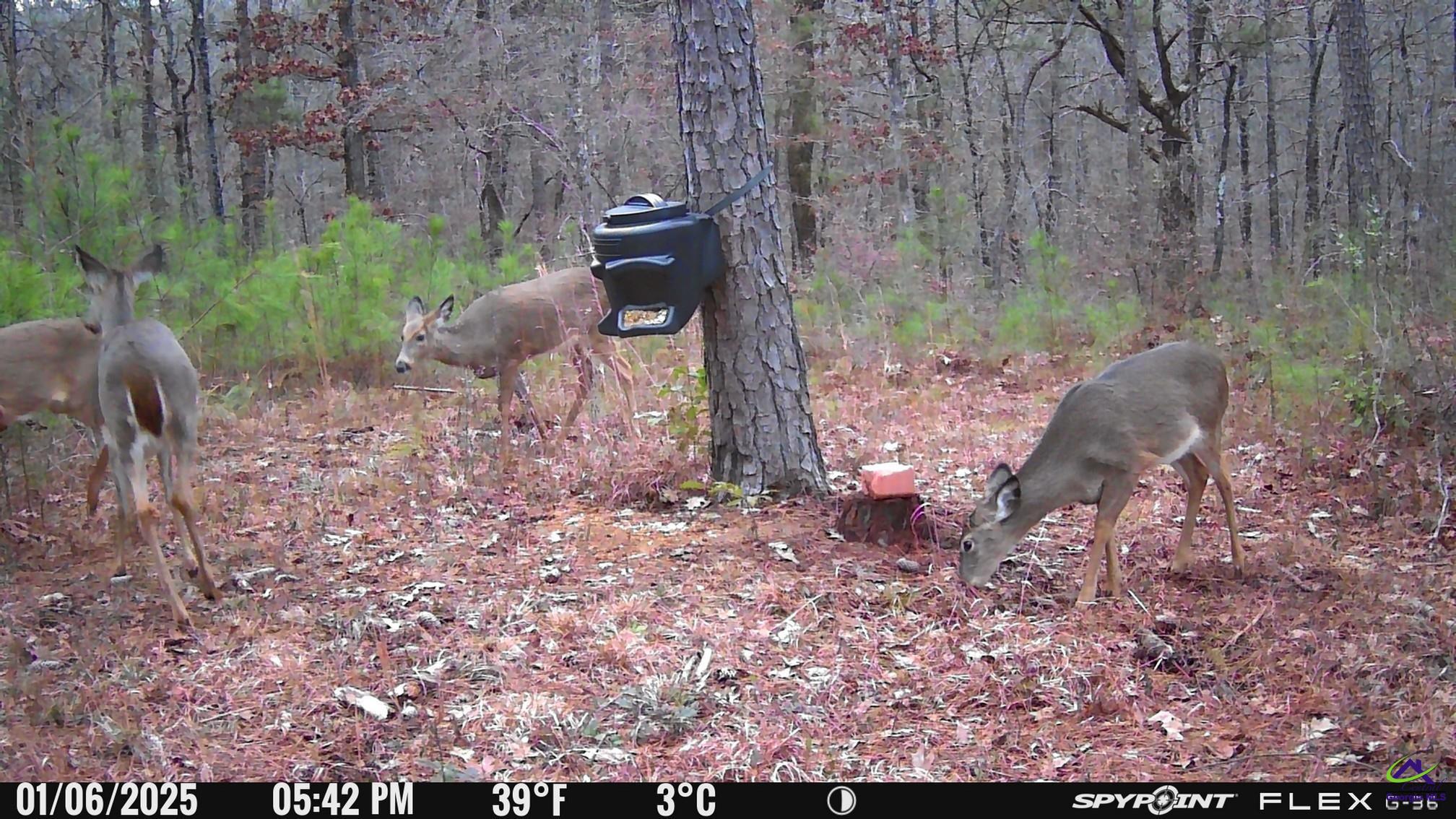 1351 Dixon Road Roberta, GA 31078 - Photo 8 of 26