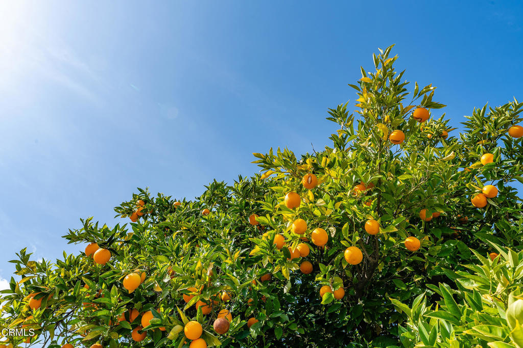 3941 Walnut Avenue Simi Valley, CA 93063 - Photo 16 of 26 a backyard of a house with lots of green space