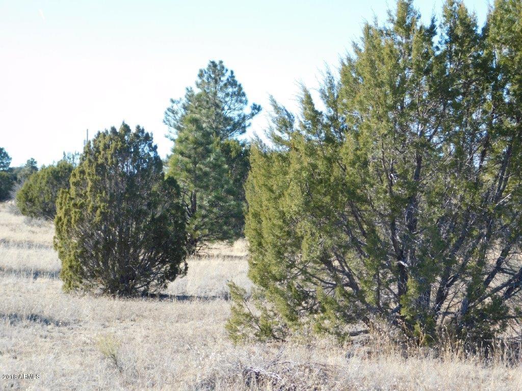 3356 Basin Road, Unit 11 Overgaard, AZ 85933 - Photo 4 of 6 DSCN1465