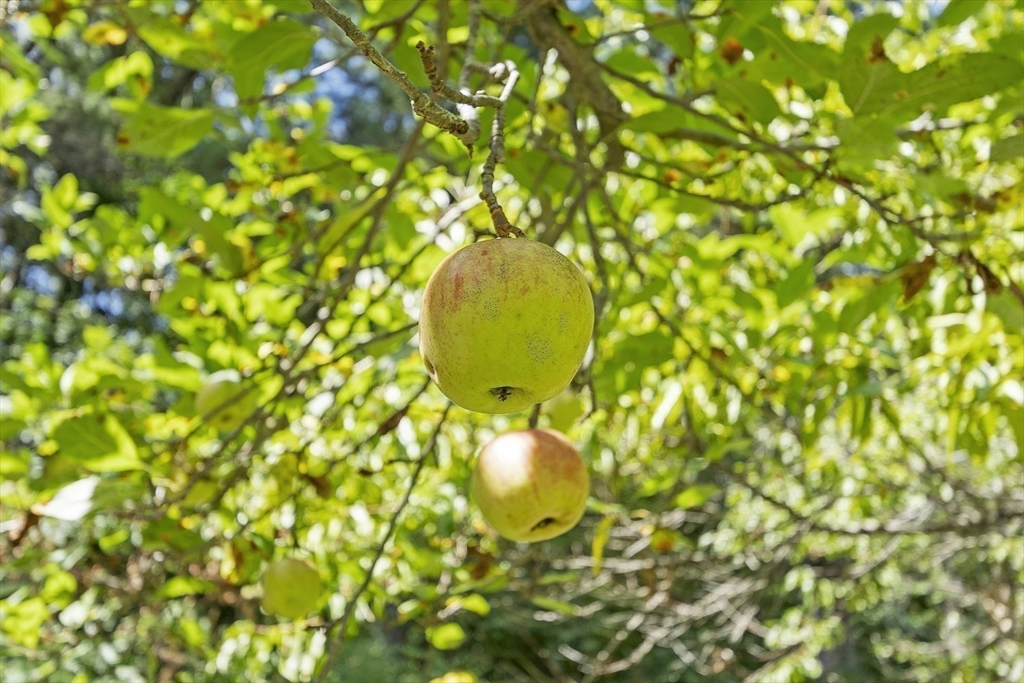54 Kemp Street Groton, MA 01450 - Photo 6 of 38 a bathroom with a sink and mirror