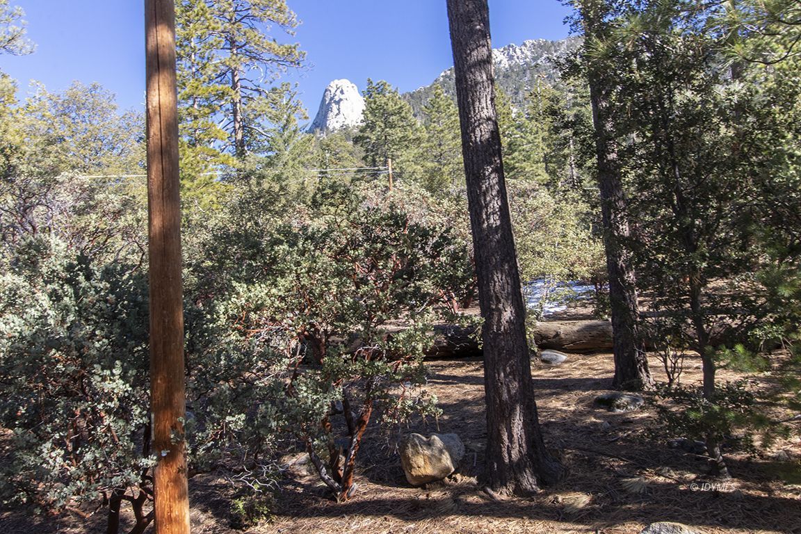 25230 Glen Road Idyllwild, CA 92549 - Photo 44 of 57 a view of a forest from a tree