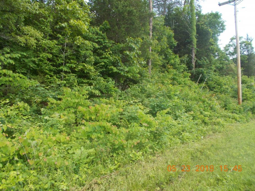0 Bowen Road Rutledge, TN 37861 - Photo 4 of 7 Photo 4