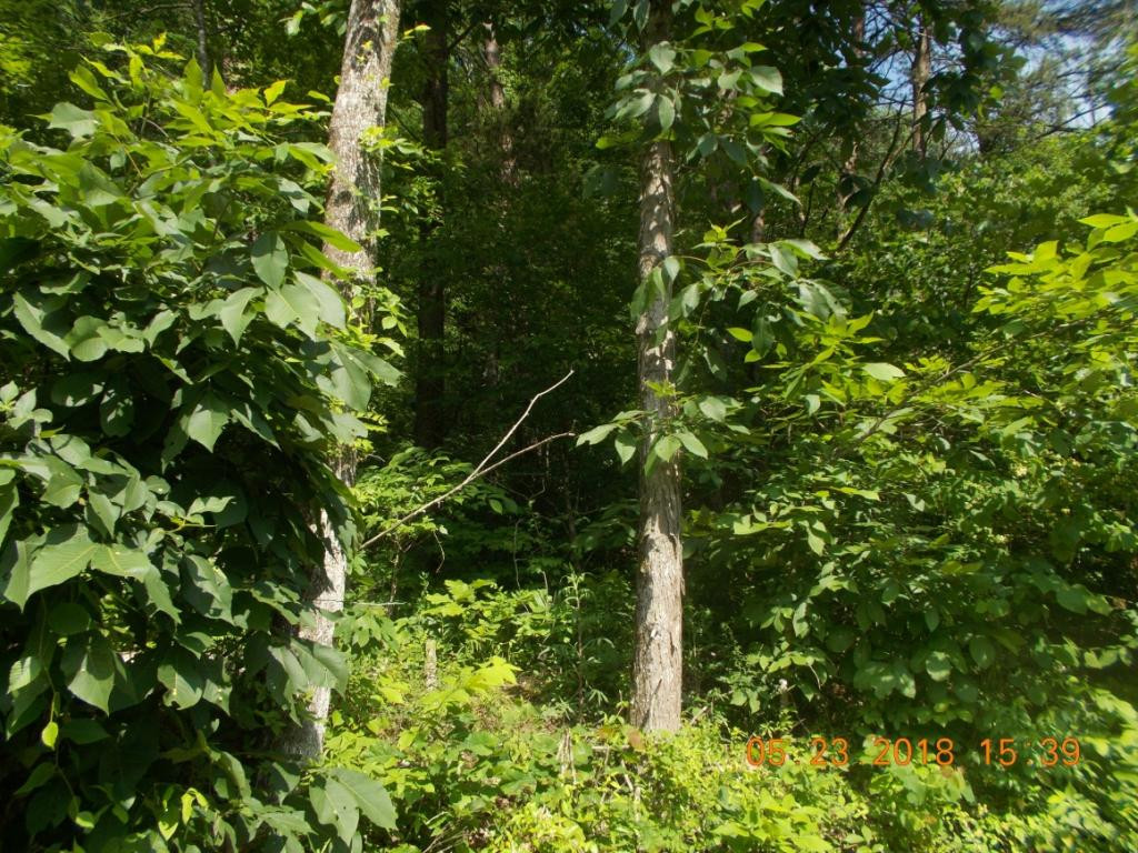 0 Bowen Road Rutledge, TN 37861 - Photo 6 of 7 Photo 6