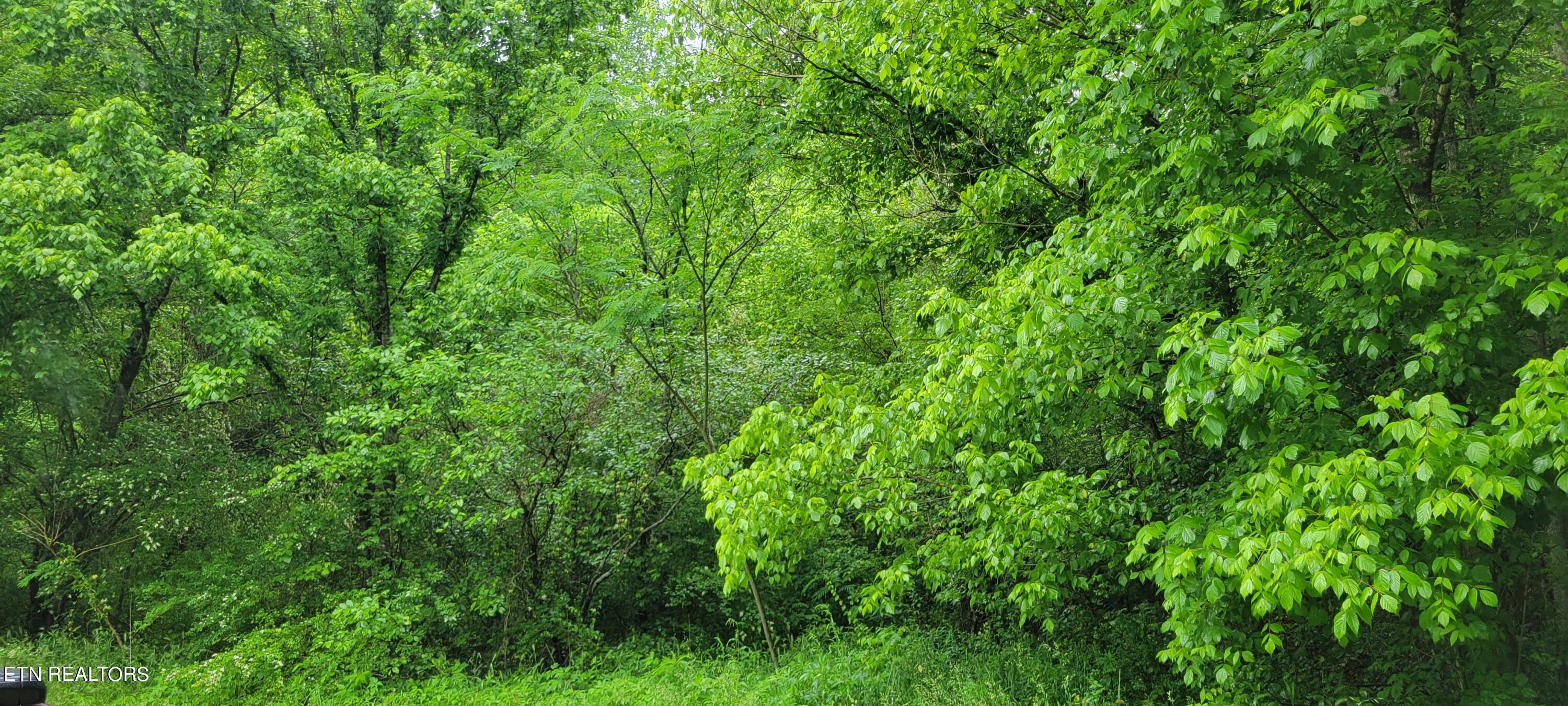 Chestnut Valley Road Vonore, TN 37885 - Photo 7 of 26 Mtns