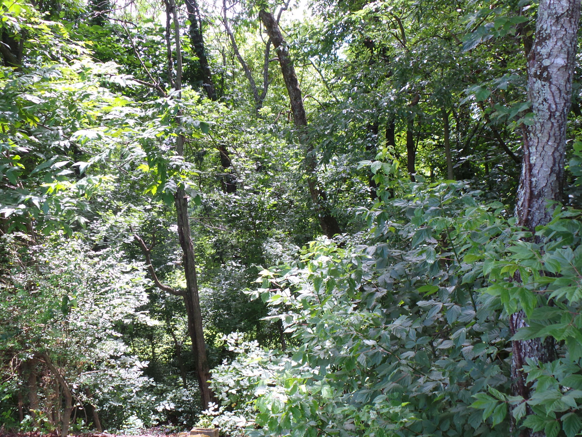 169 Laurel View Road Jonesborough, TN 37659 - Photo 42 of 159 SOME WOODS TO ENJOY