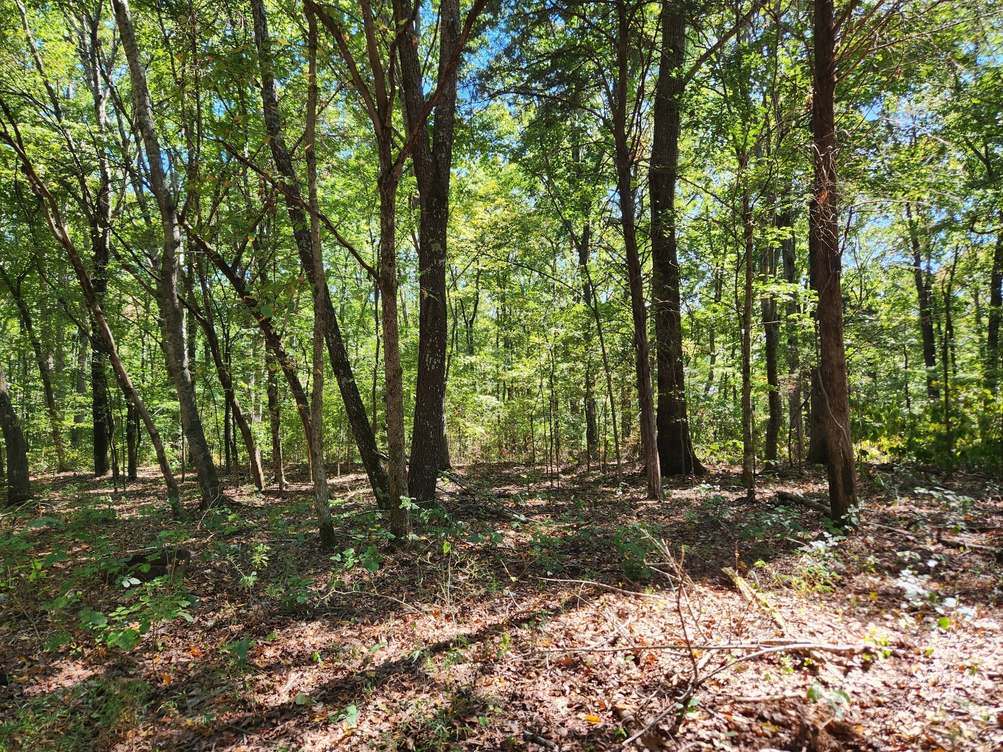 138 Vaughn Road Charlotte, TN 37036 - Photo 18 of 22 a view of outdoor space with trees