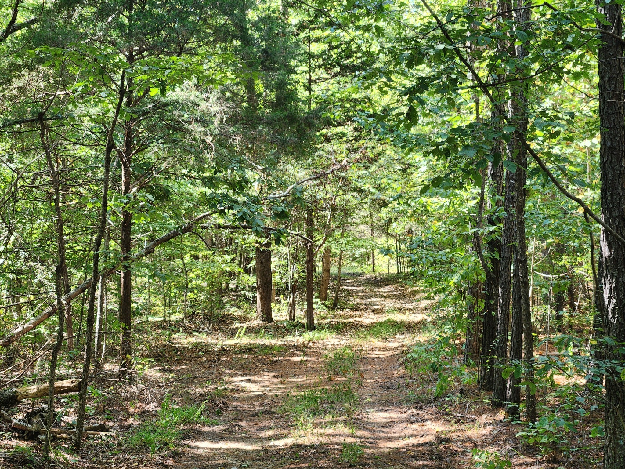 138 Vaughn Road Charlotte, TN 37036 - Photo 3 of 22 a view of a yard with a tree
