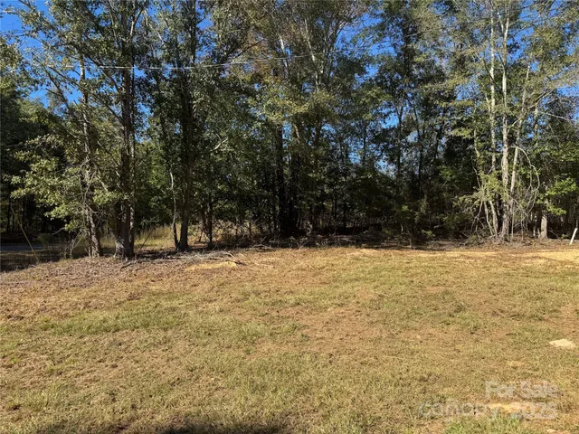 a view of large tree with large trees