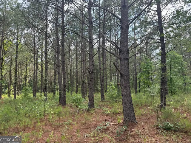 a view of a forest filled with trees