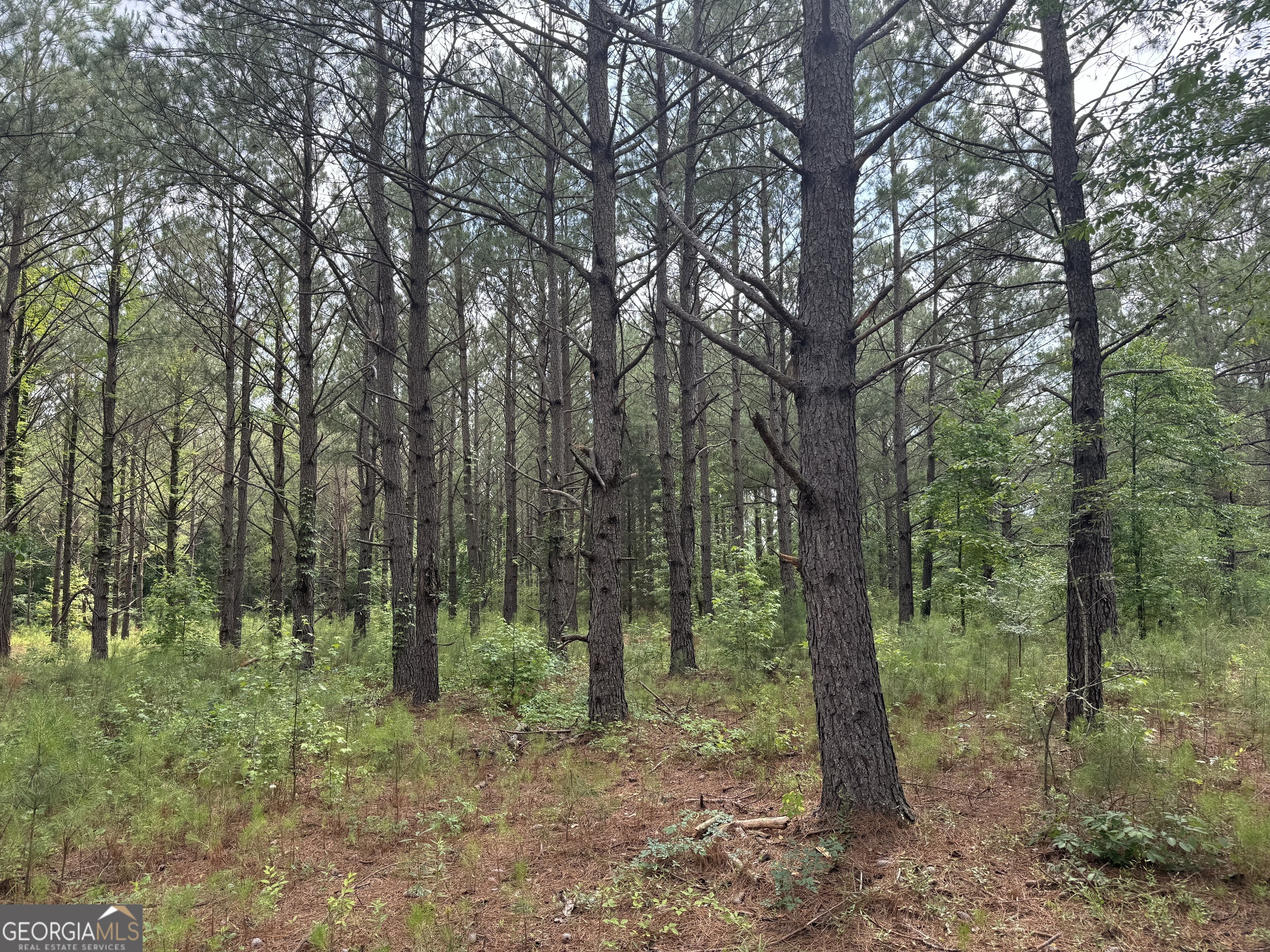 0 Mamie Graham Road East Dublin, GA 31027 - Photo 8 of 14 a view of a forest filled with trees