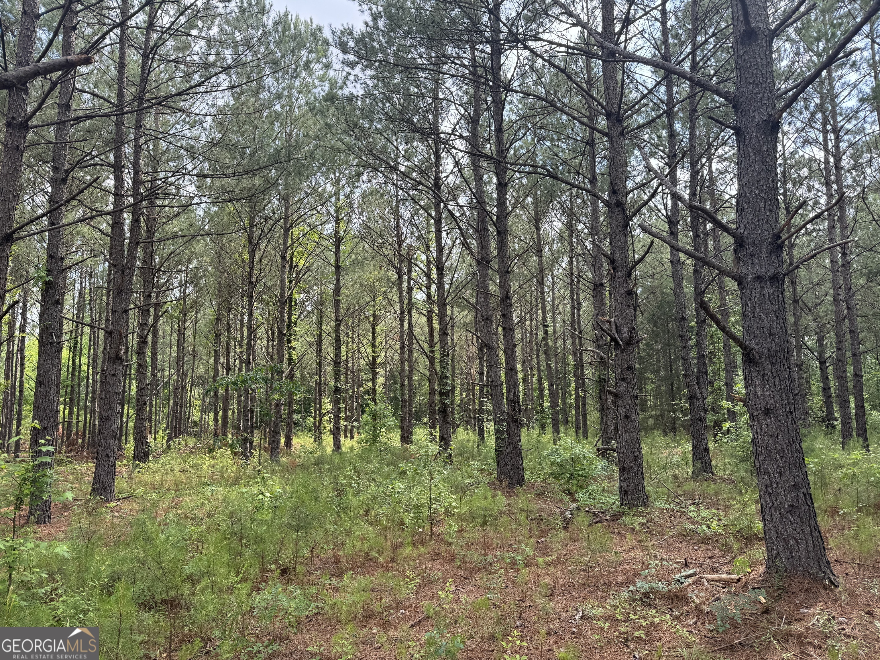 0 Mamie Graham Road East Dublin, GA 31027 - Photo 9 of 14 a view of outdoor space and green space
