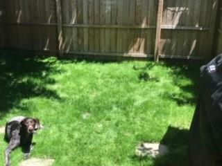 342 Service Way Pittsburgh, PA 15201 - Photo 23 of 23 THE PERFECT PRIVATE RETREAT FOR YOU AND YOUR FURRY FRIENDS!