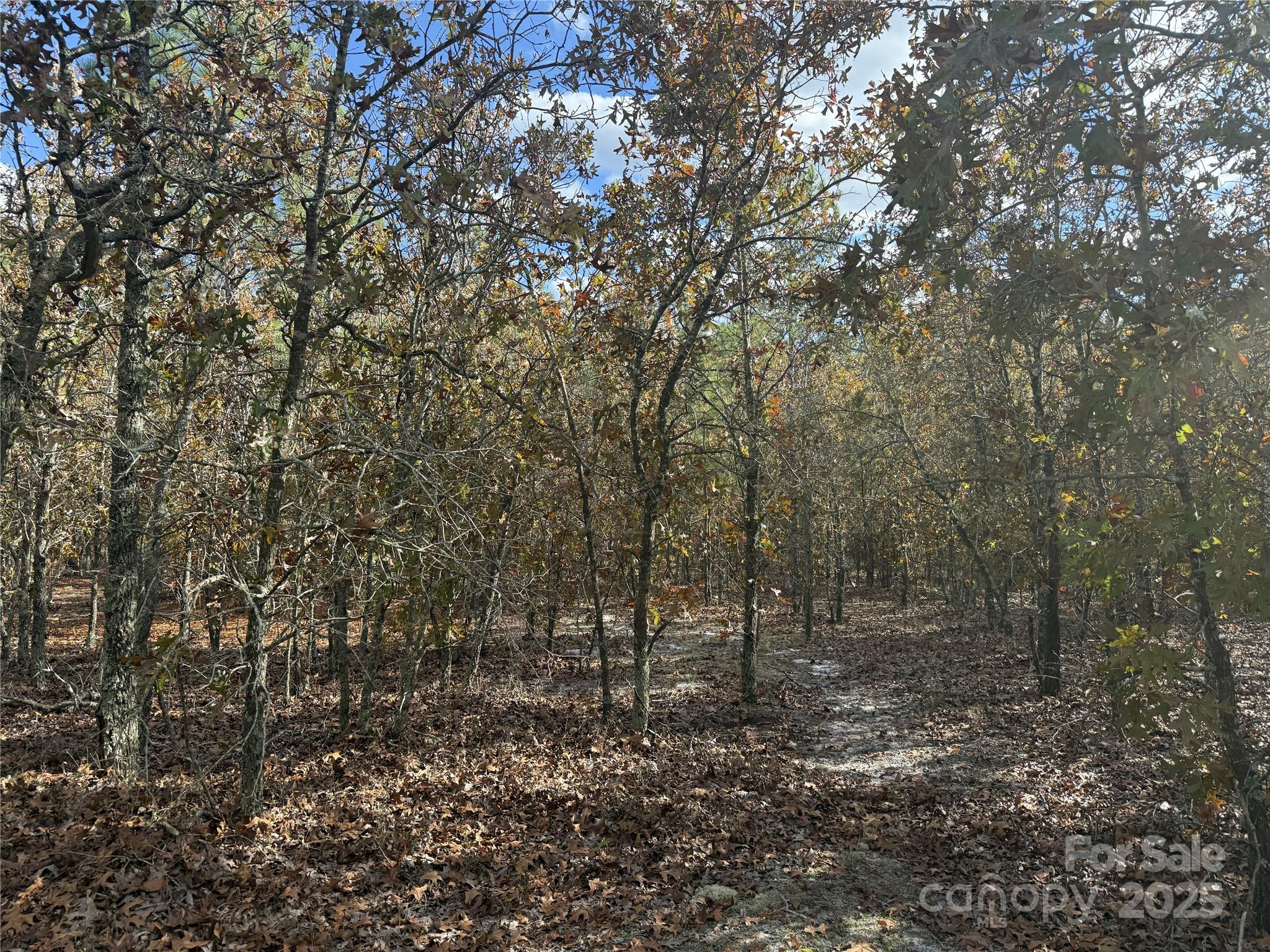 0 Fox Road Hamlet, NC 28345 - Photo 5 of 9 a view of a forest with trees in the background