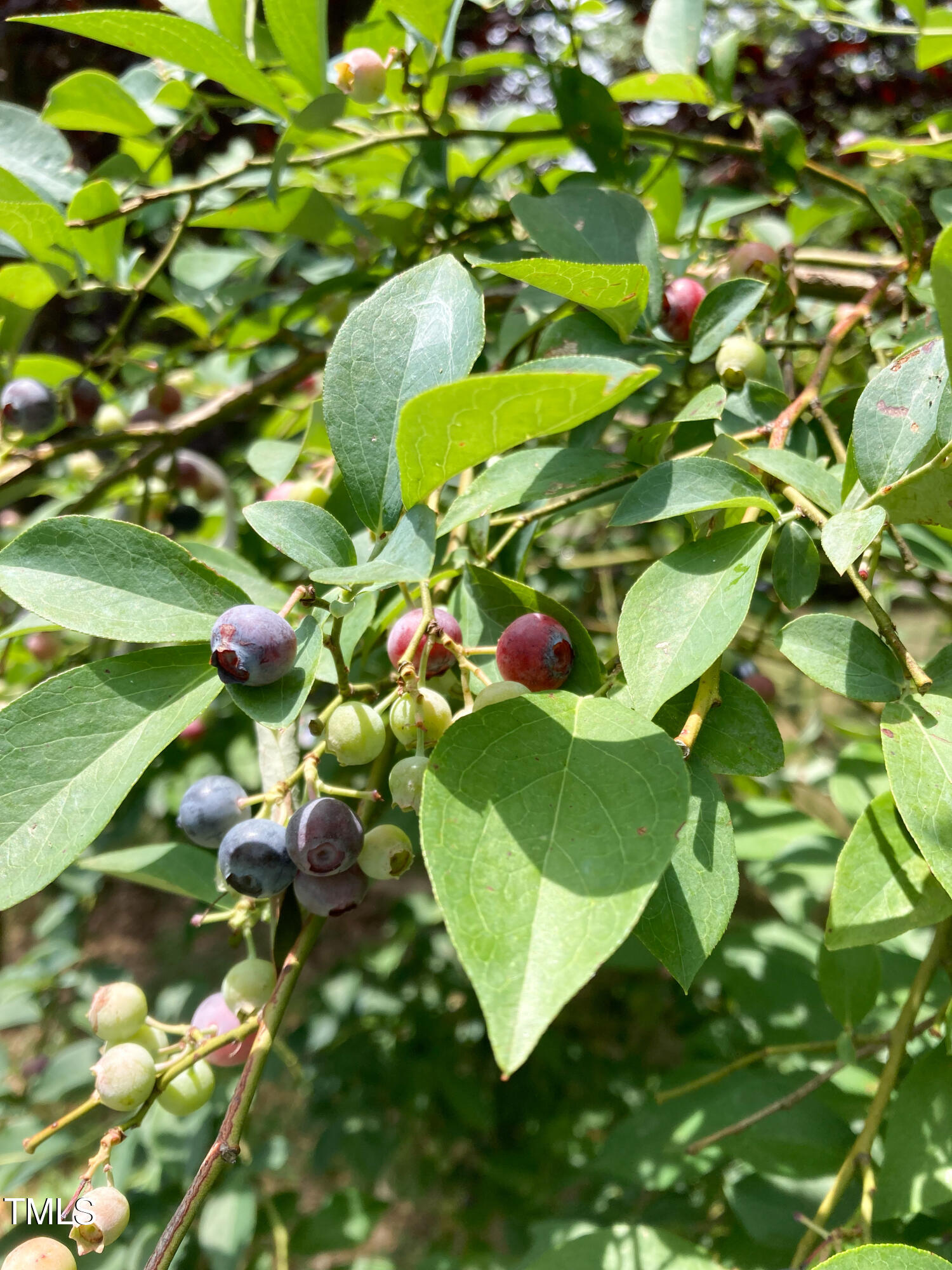 5212 Theys Road Raleigh, NC 27606 - Photo 42 of 56 IMG_9314