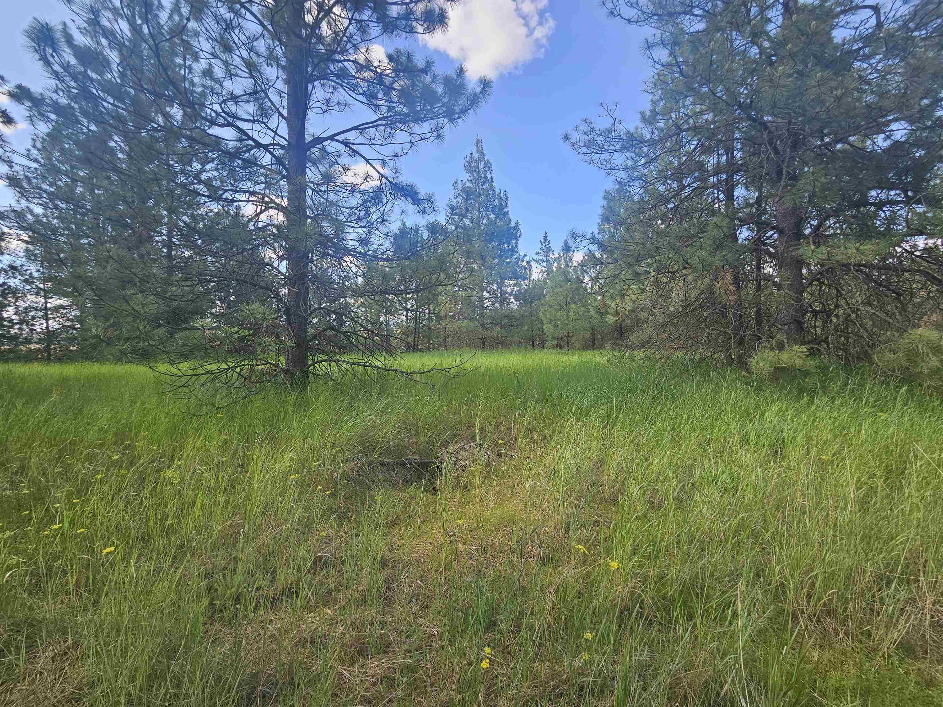 14242.0186 West Rd Cheney Wa 99004 Road Cheney, WA 99004 - Photo 17 of 25 Gallery Image 17