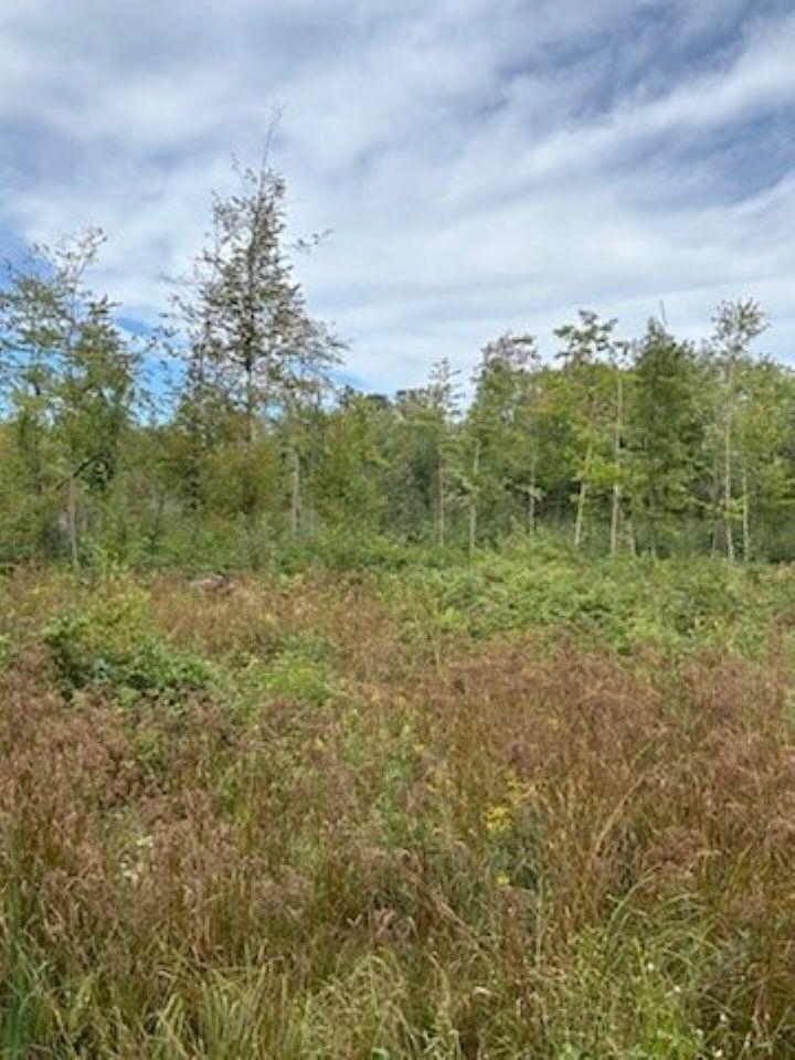39.94-acres County Rd V Pittsville, WI 54466 - Photo 7 of 17