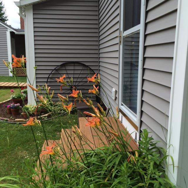 571 Muskrat Farm Road Prospect, ME 04981 - Photo 32 of 39 Day Lilies