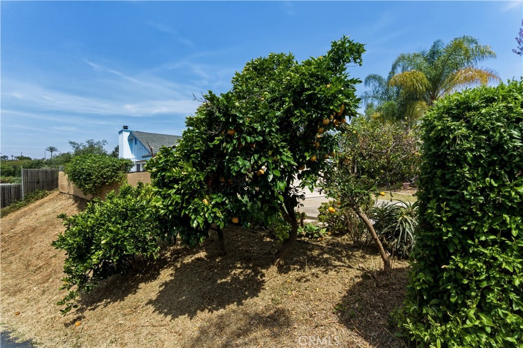 2251 South Stage Coach Lane Fallbrook, CA 92028 - Photo 31 of 69 Citrus trees on property