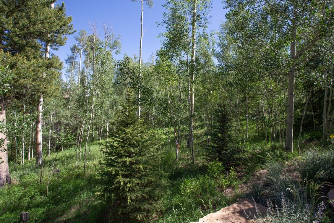 1680 Golden Eagle Road Silverthorne, CO 80498 - Photo 33 of 40 a view of a forest with a street