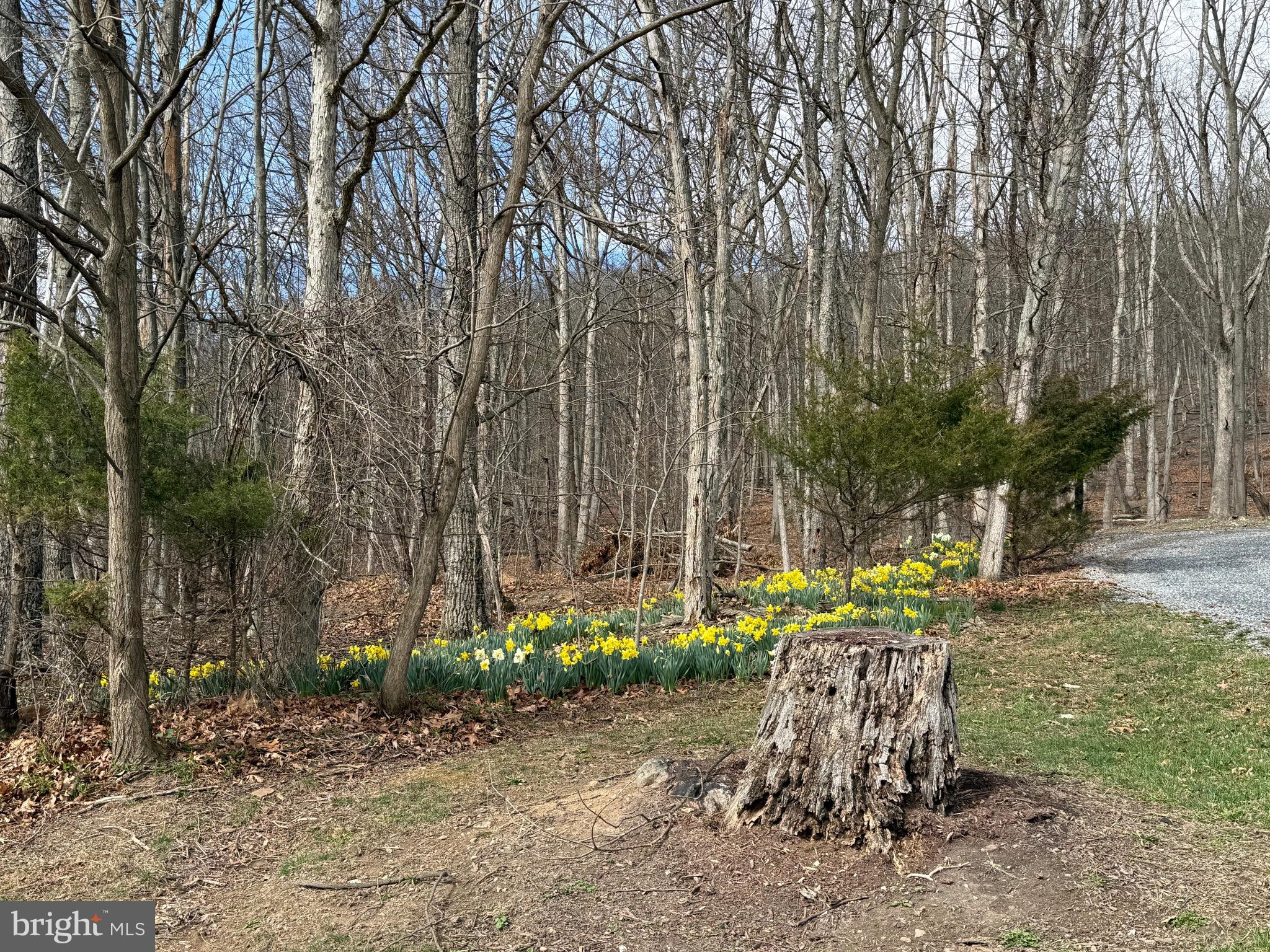 55 Fairfax Corner Road Cabins, WV 26855 - Photo 15 of 91