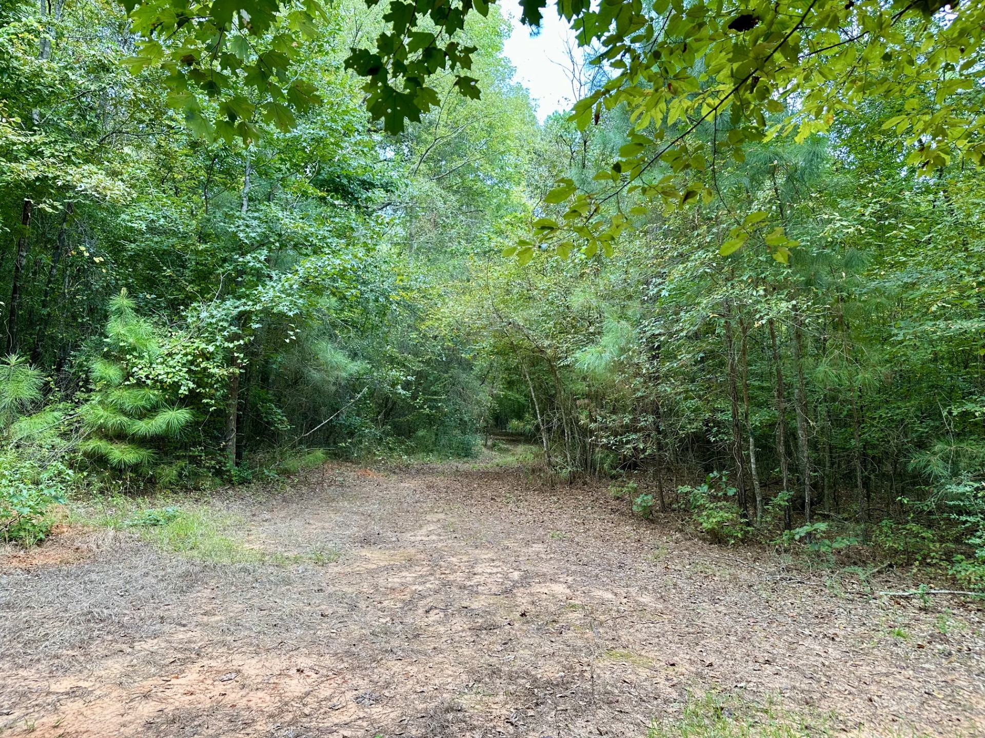 a view of a forest with trees in the background
