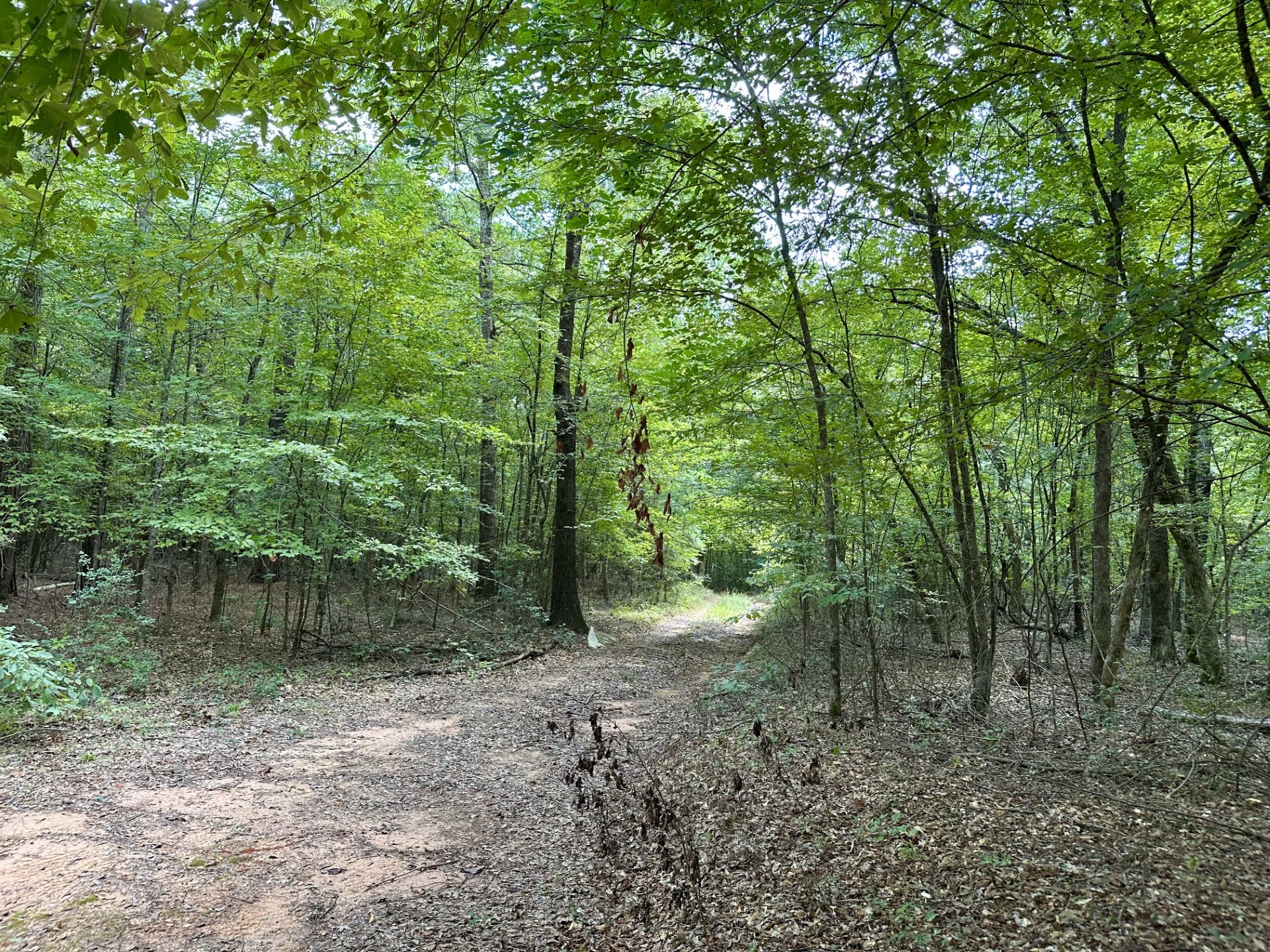 0 N/a Rusk, TX 75785 - Photo 2 of 10 a view of a forest with trees in the background
