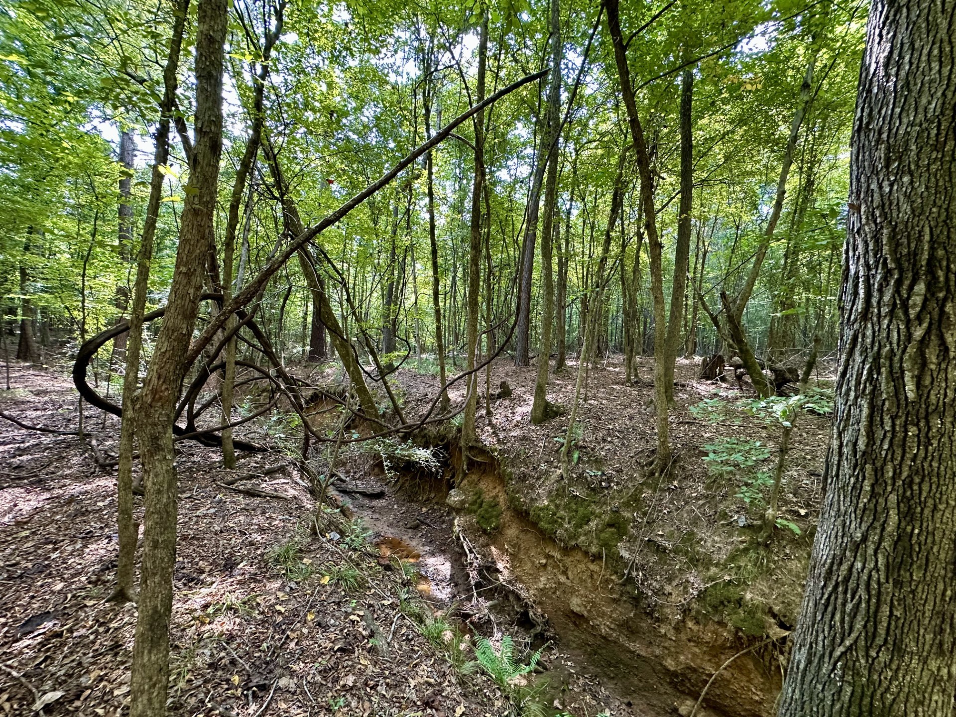 0 N/a Rusk, TX 75785 - Photo 5 of 10 a view of outdoor space
