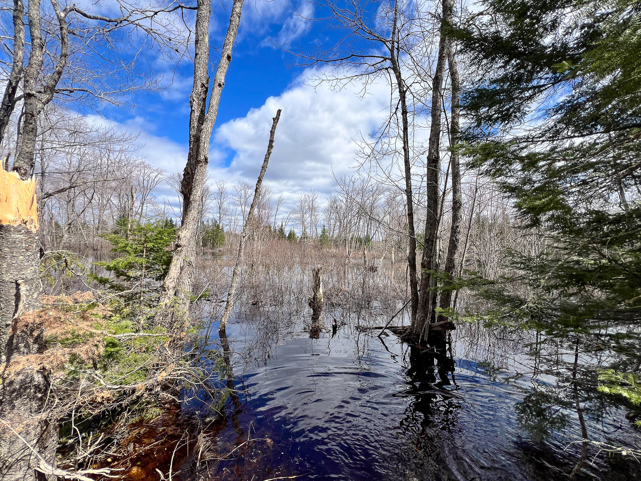 Lot 14-1 Pine Road Greenbush, ME 04418 - Photo 11 of 17 IMG_3784