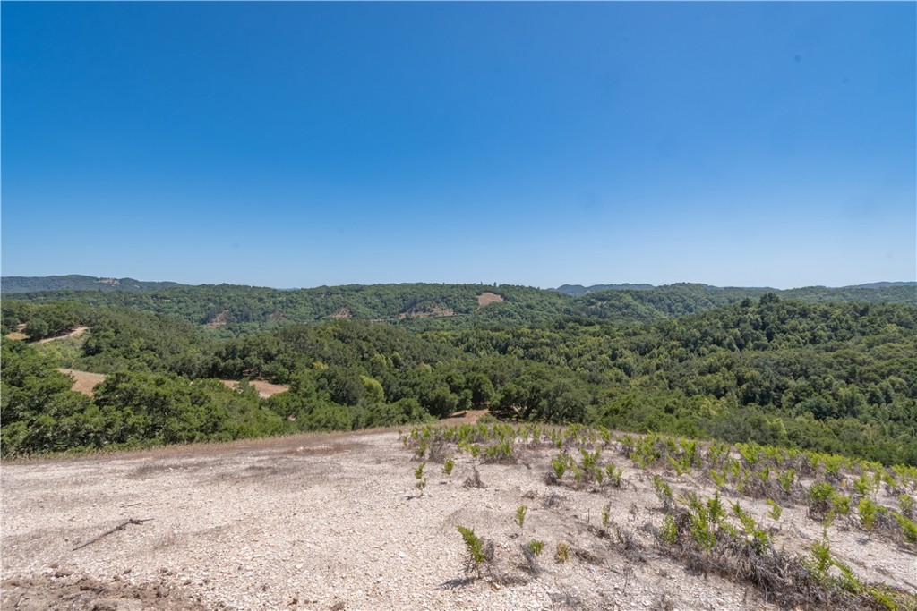 0 York Mountain Road Templeton, CA 93465 - Photo 17 of 41 a view of a yard with a tree