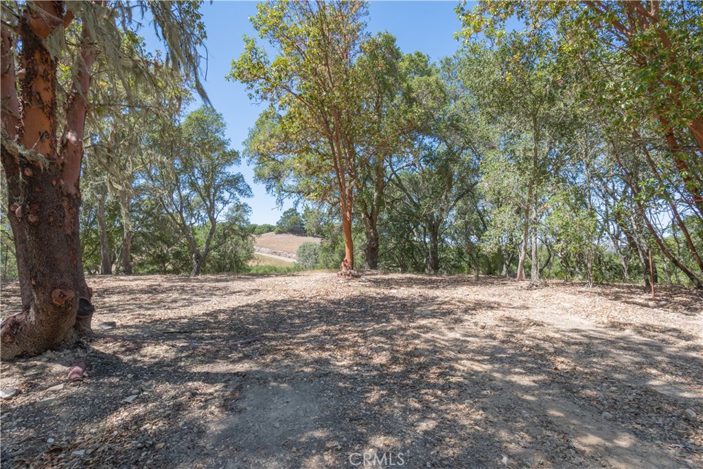 0 York Mountain Road Templeton, CA 93465 - Photo 24 of 41 a view of a yard with a tree