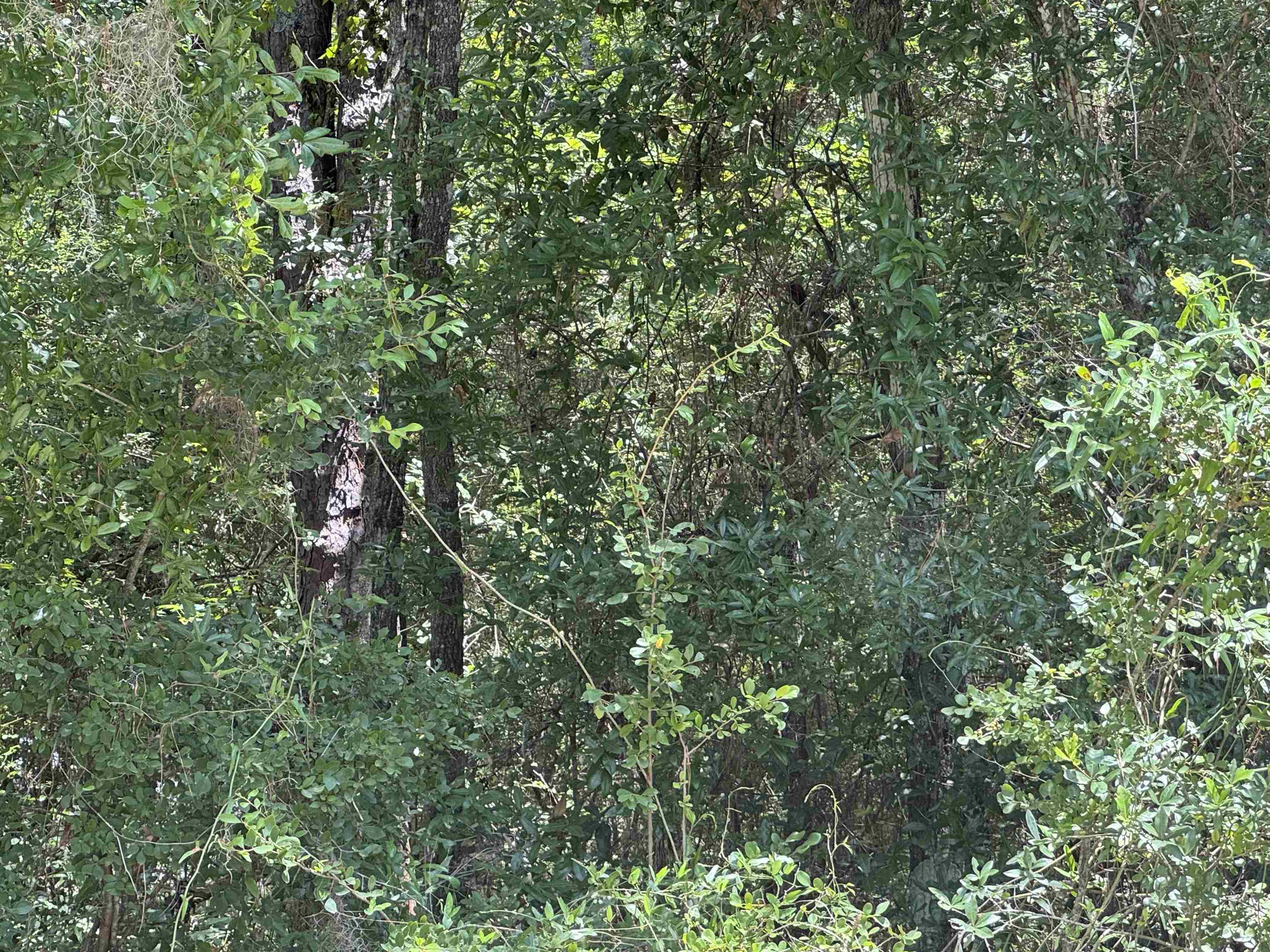 4294 Wainwright Road Tallahassee, FL 32310 - Photo 27 of 46