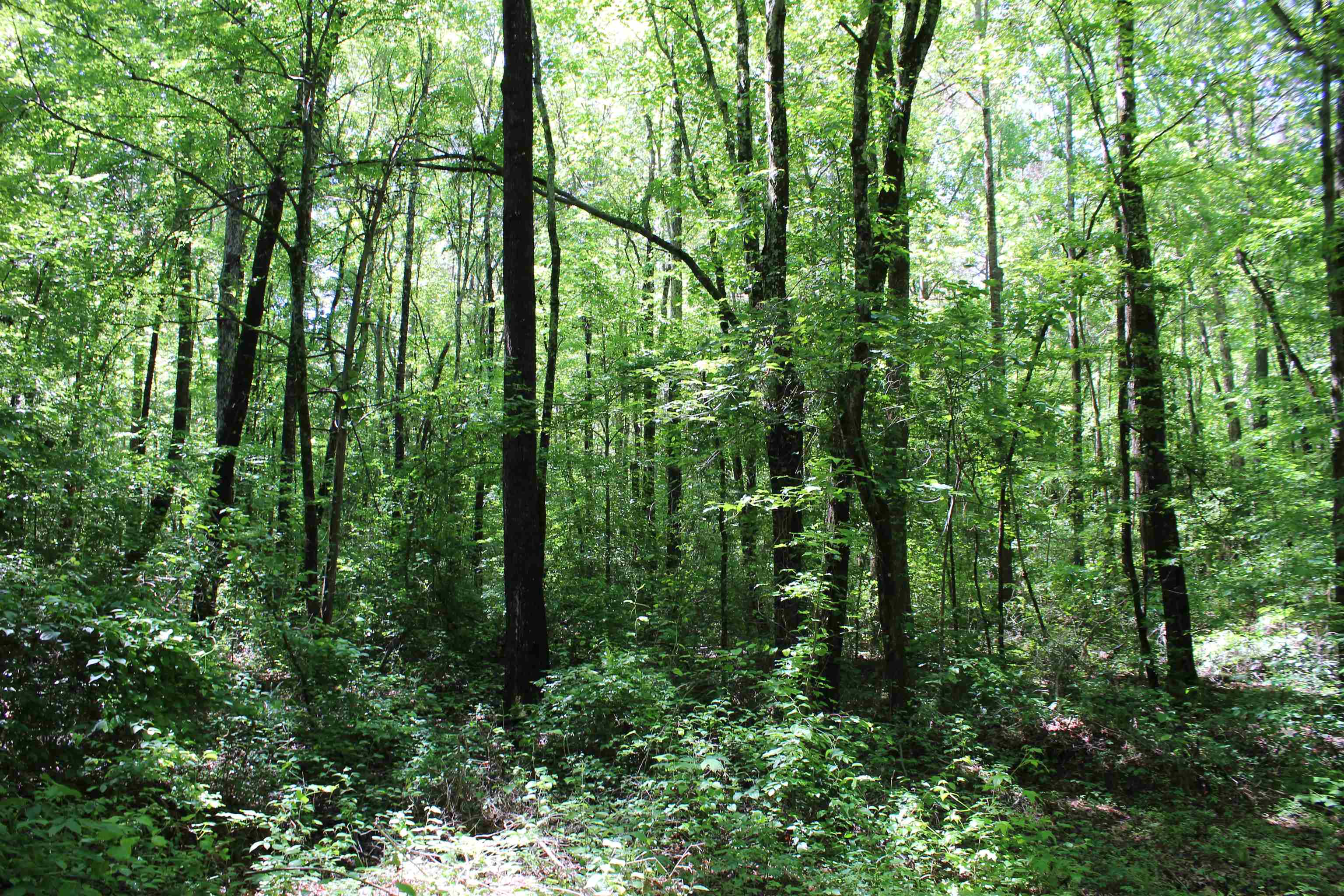 0 Silerton Road Toone, TN 38381 - Photo 7 of 24