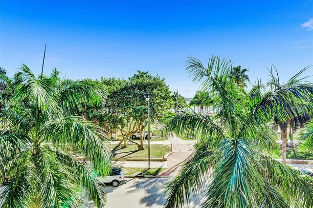 a view of a palm plant from a yard