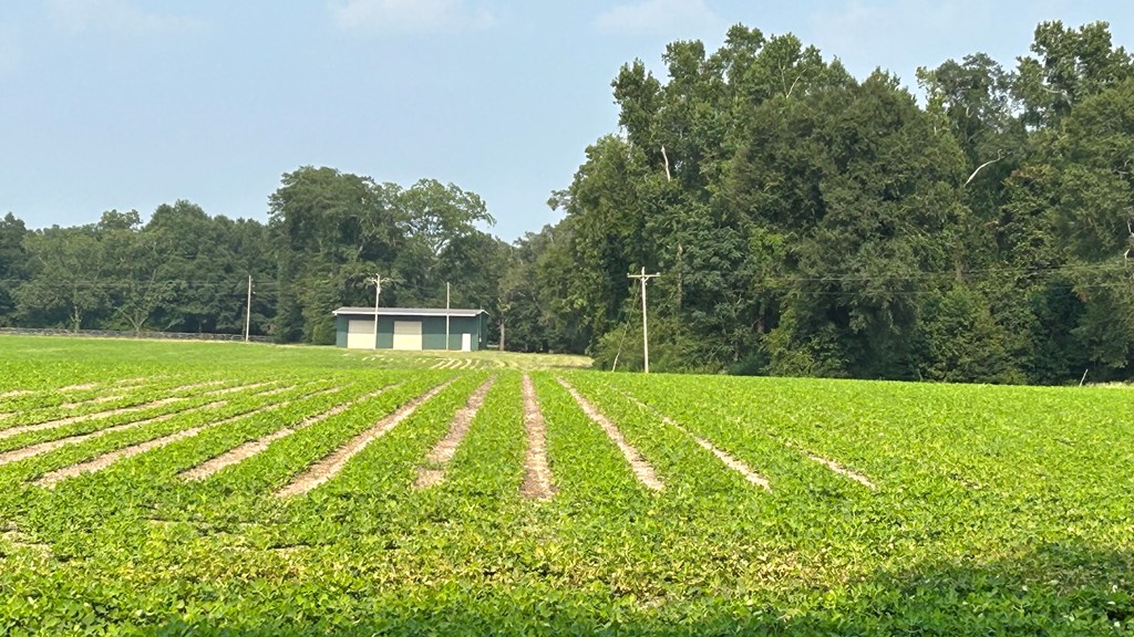 6836 North Co Road Midland City, AL 36350 - Photo 10 of 13