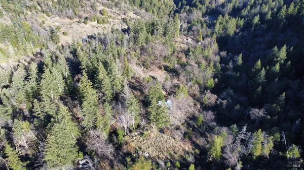 a view of a forest