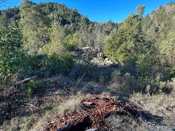 a view of a forest with a tree