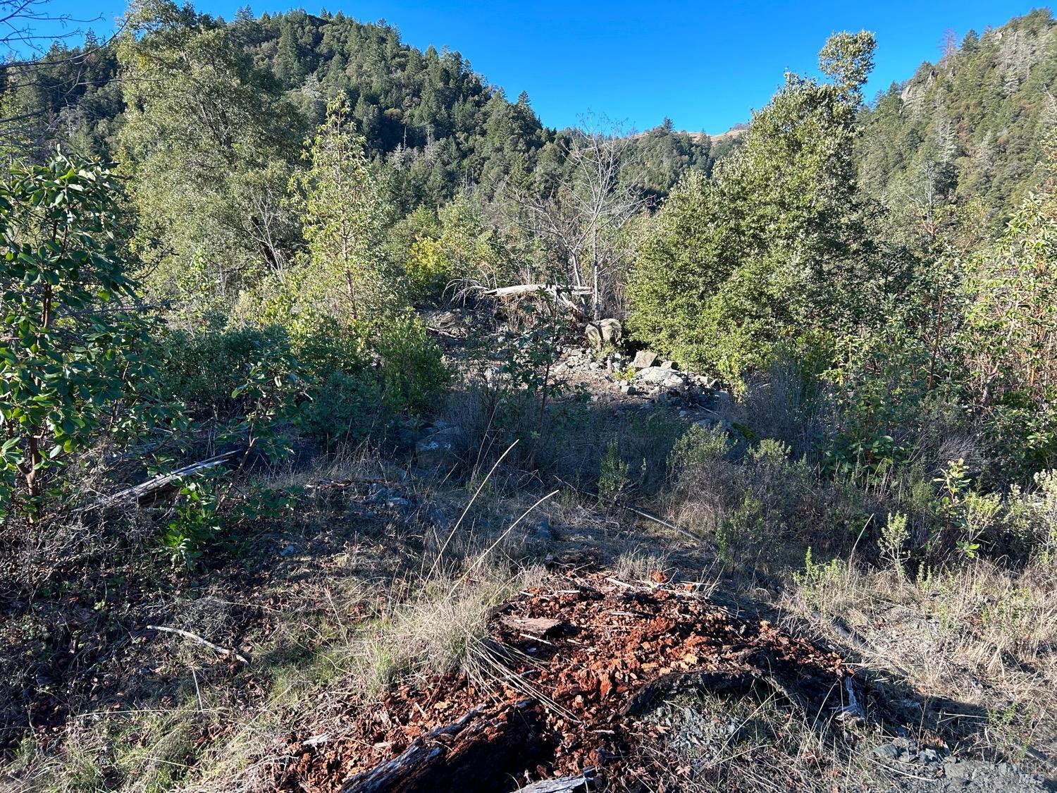 9000 Spyrock Road Covelo, CA 95428 - Photo 14 of 33 a view of a forest with a tree
