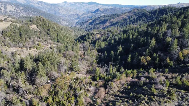 a view of a bunch of trees