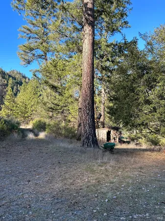 a view of a yard with a tree